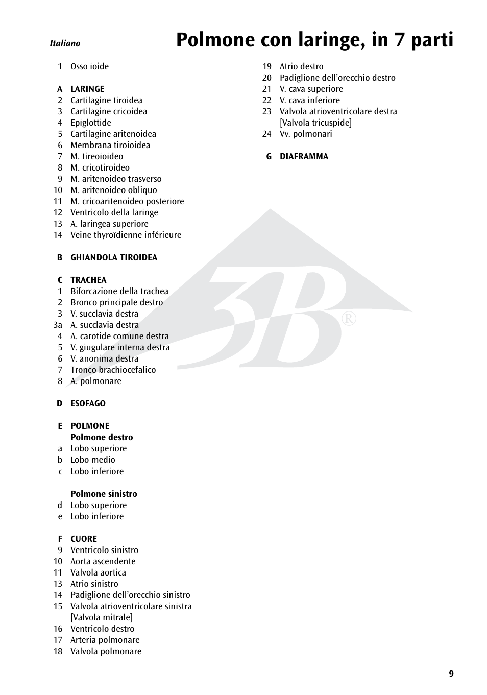 Polmone con laringe, in 7 parti | 3B Scientific Lung Model with larynx, 7 part User Manual | Page 9 / 16