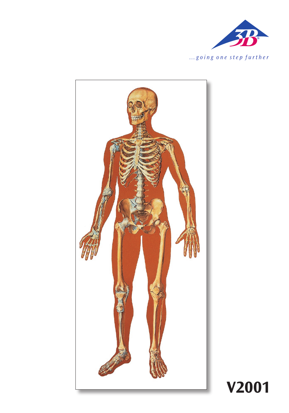 3B Scientific The Human Skeleton Chart, front User Manual | 16 pages