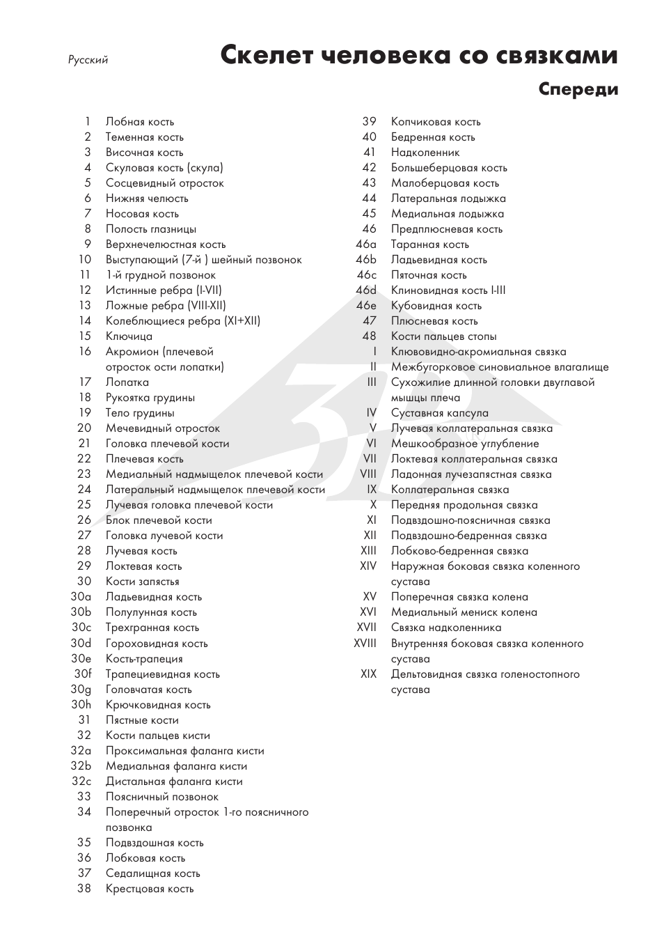 Скелет человека со связками, Спереди | 3B Scientific The Human Skeleton Chart, front User Manual | Page 11 / 16