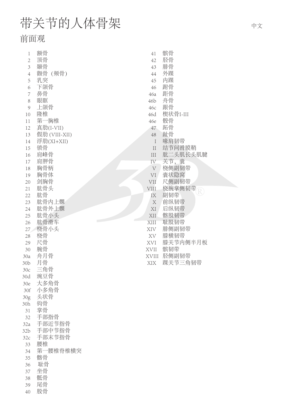 带关节的人体骨架 | 3B Scientific The Human Skeleton Chart, front User Manual | Page 12 / 16