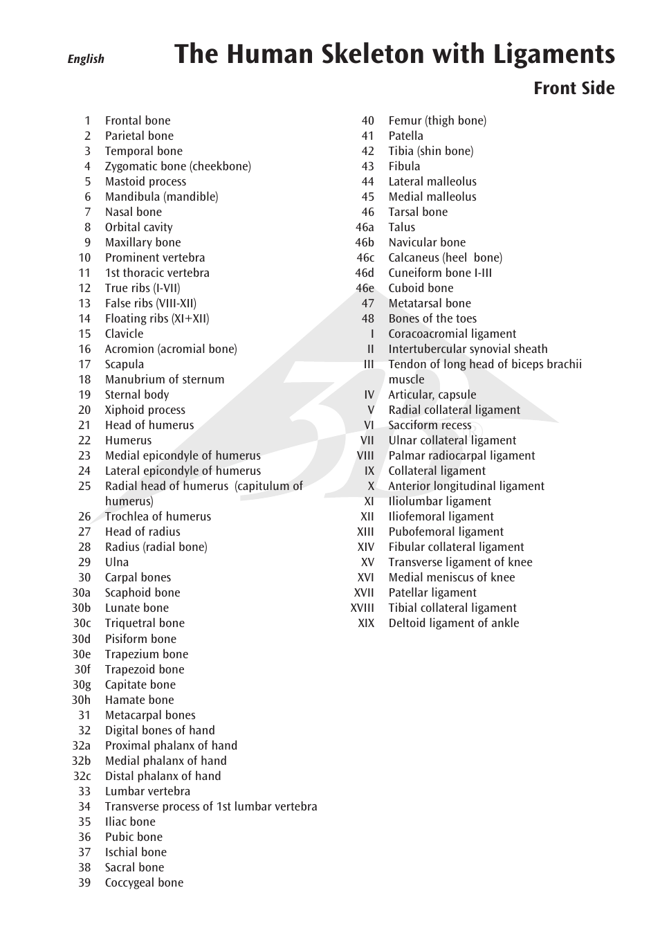 The human skeleton with ligaments, Front side | 3B Scientific The Human Skeleton Chart, front User Manual | Page 3 / 16