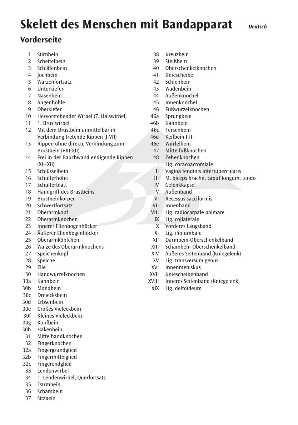 Skelett des menschen mit bandapparat, Vorderseite | 3B Scientific The Human Skeleton Chart, front User Manual | Page 4 / 16