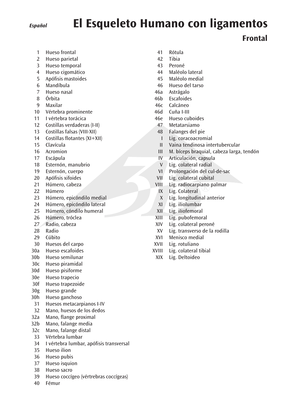 El esqueleto humano con ligamentos, Frontal | 3B Scientific The Human Skeleton Chart, front User Manual | Page 5 / 16