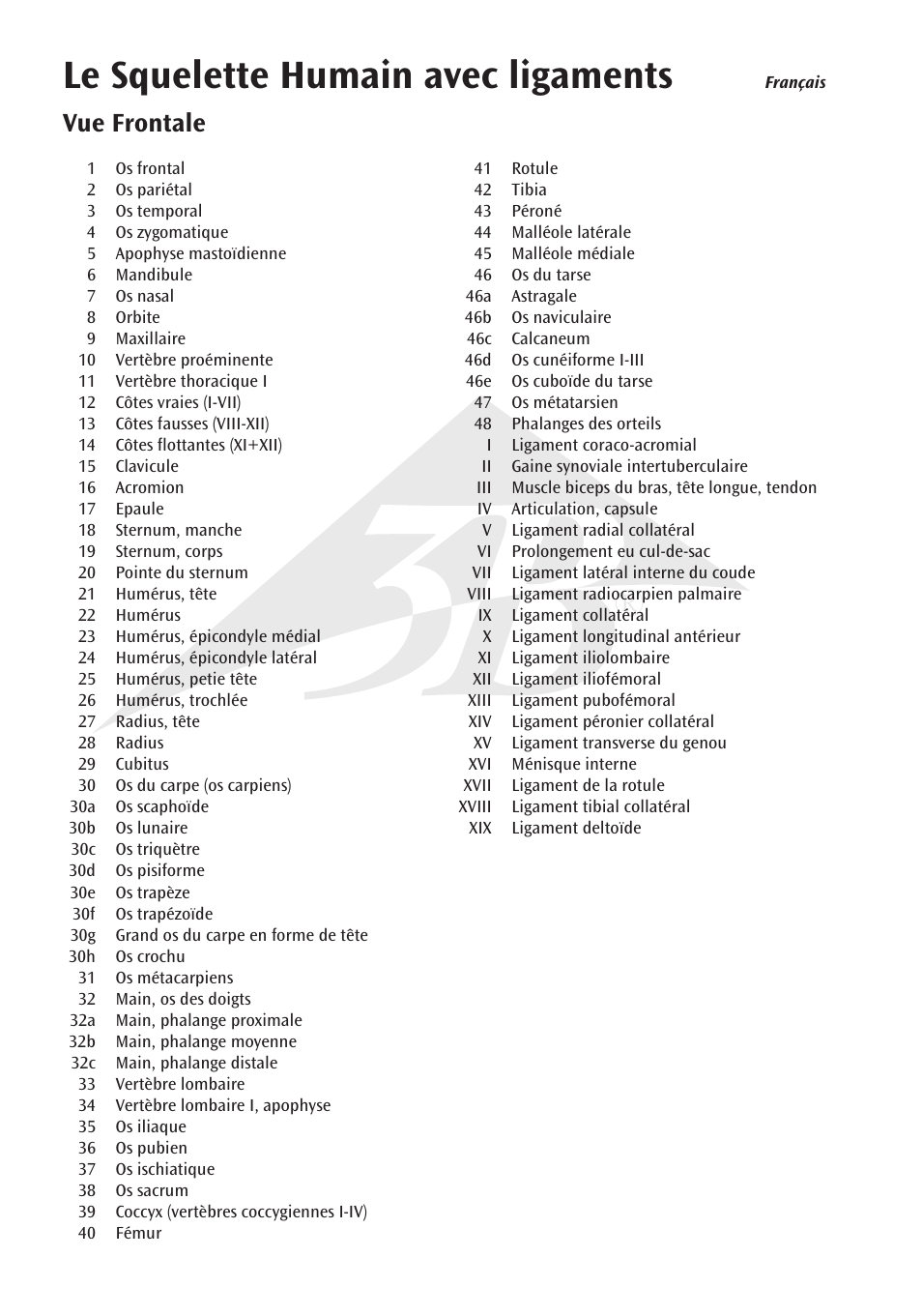 Le squelette humain avec ligaments, Vue frontale | 3B Scientific The Human Skeleton Chart, front User Manual | Page 6 / 16