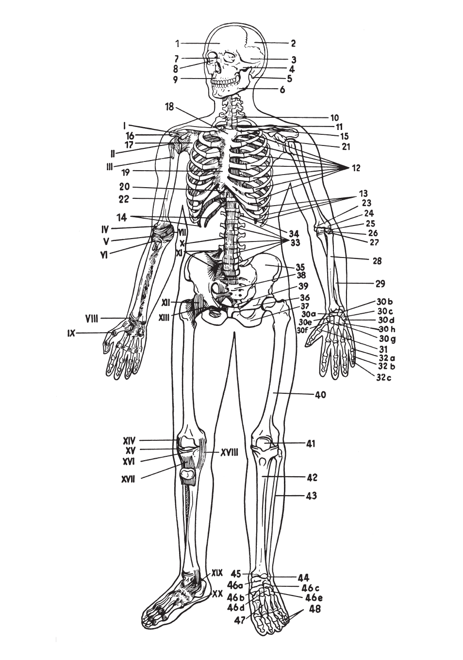 3B Scientific The Human Skeleton Chart, front User Manual | Page 7 / 16