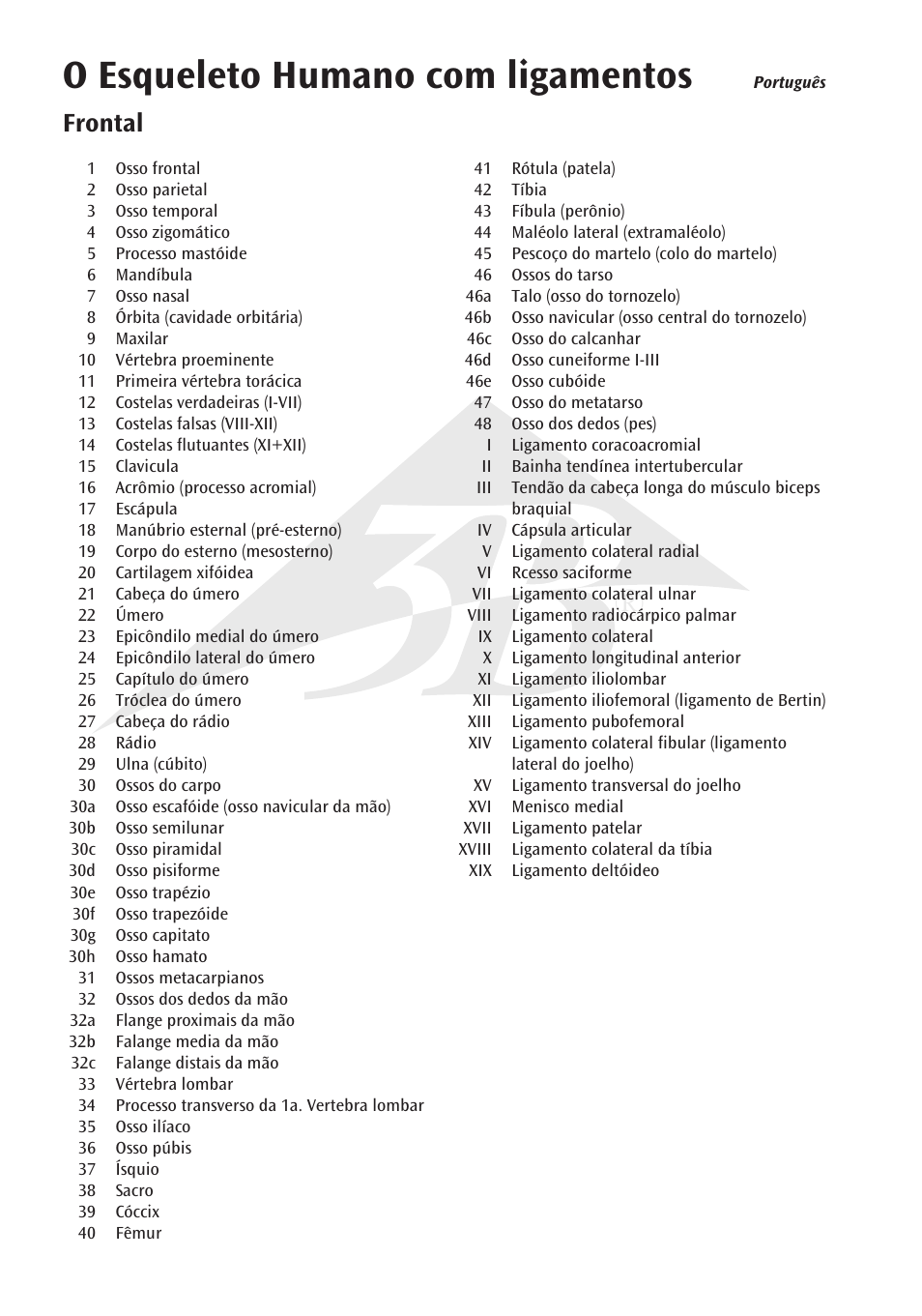 O esqueleto humano com ligamentos, Frontal | 3B Scientific The Human Skeleton Chart, front User Manual | Page 8 / 16