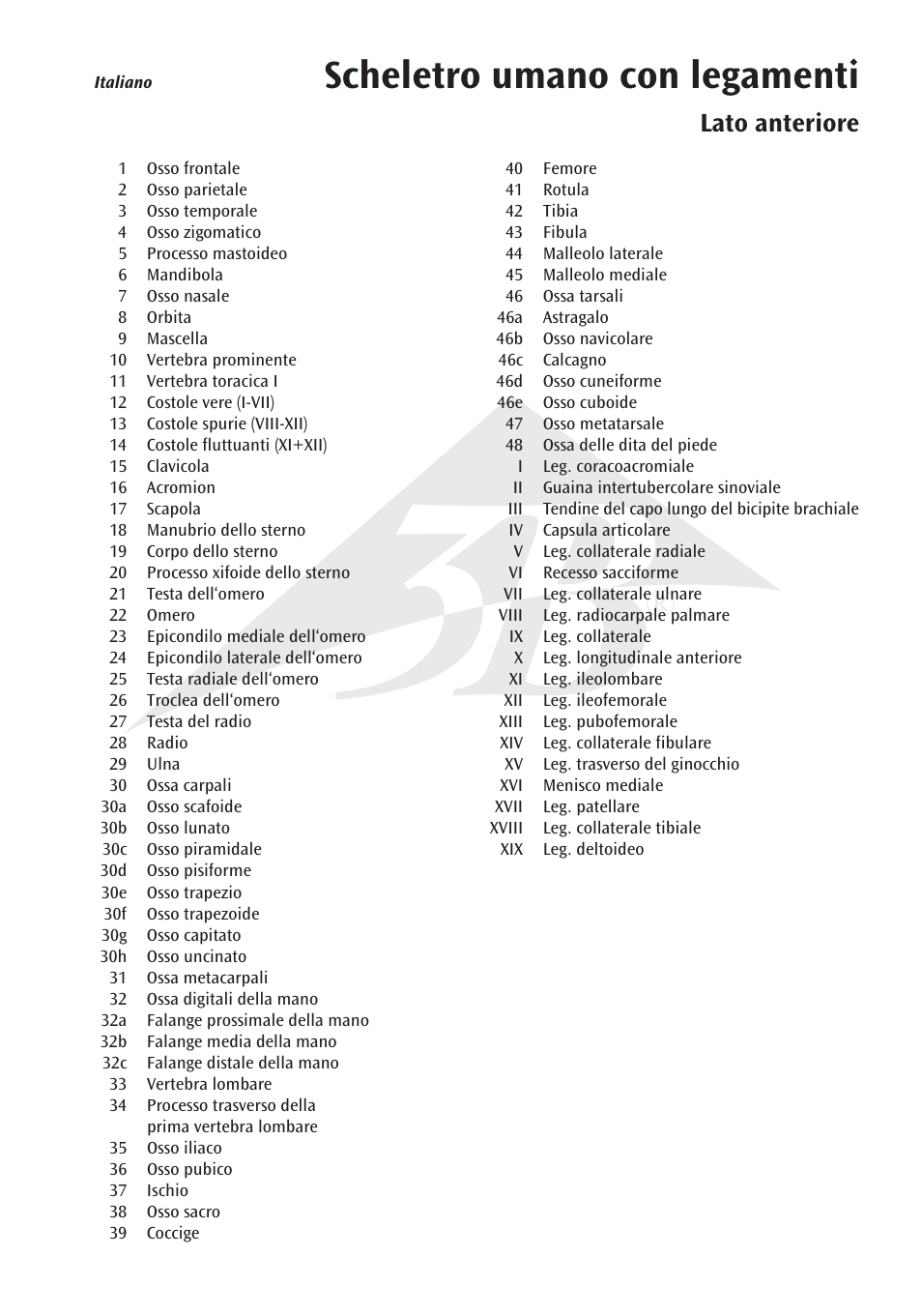 Scheletro umano con legamenti, Lato anteriore | 3B Scientific The Human Skeleton Chart, front User Manual | Page 9 / 16