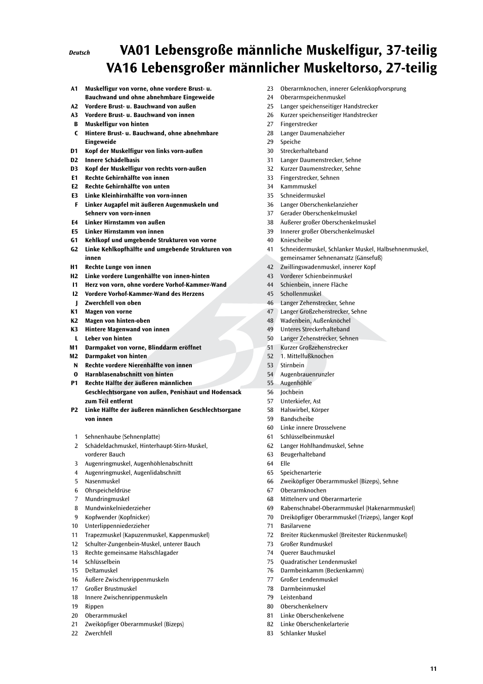 3B Scientific Life size Male Muscular Figure, 37-part User Manual | Page 11 / 60