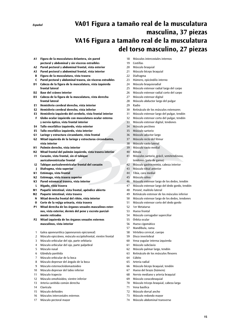 3B Scientific Life size Male Muscular Figure, 37-part User Manual | Page 15 / 60