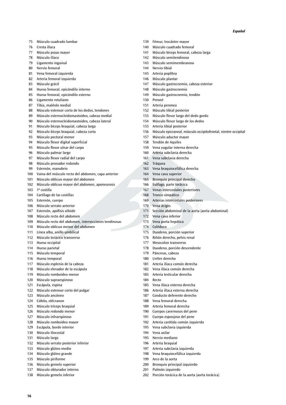 3B Scientific Life size Male Muscular Figure, 37-part User Manual | Page 16 / 60