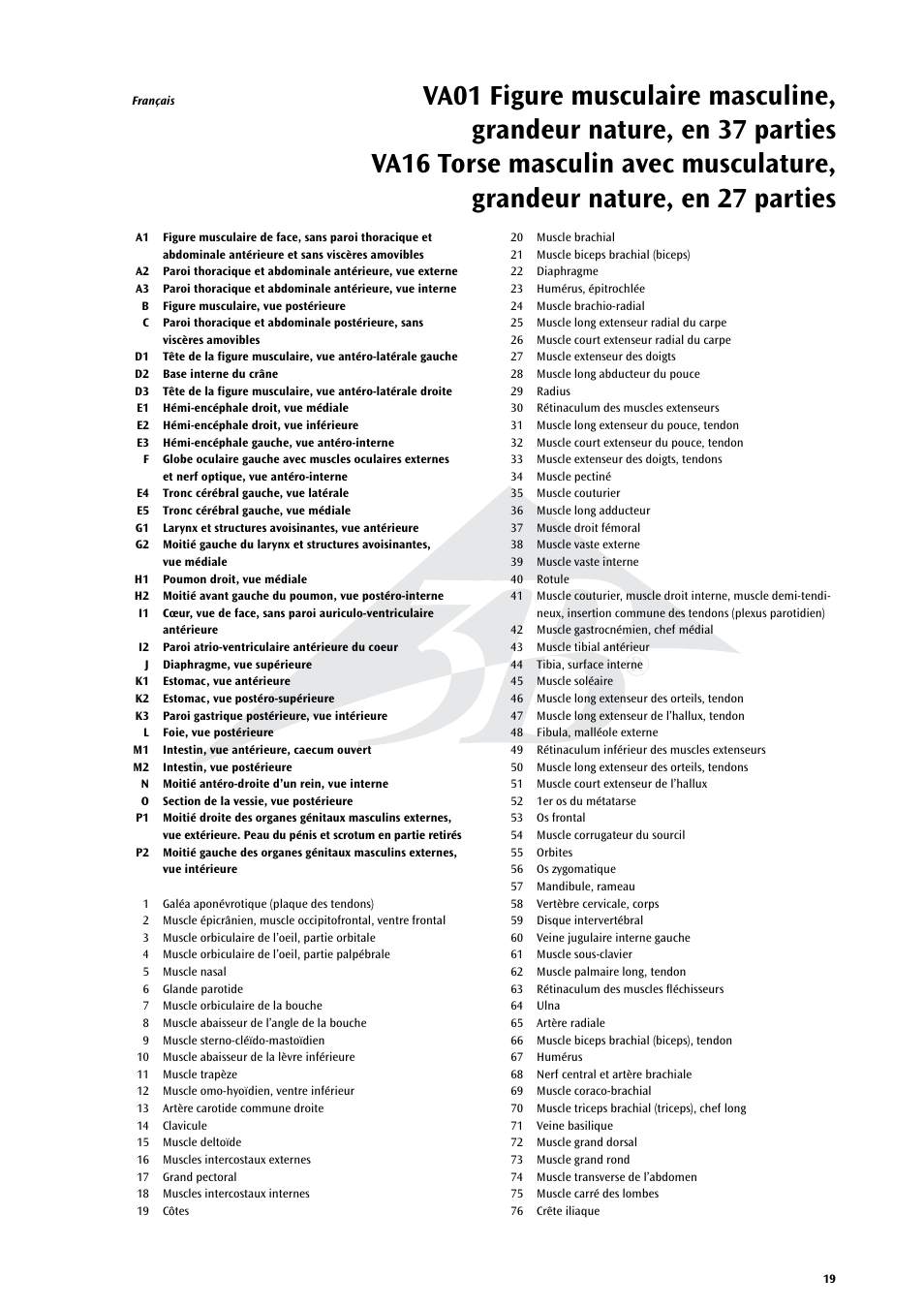 3B Scientific Life size Male Muscular Figure, 37-part User Manual | Page 19 / 60