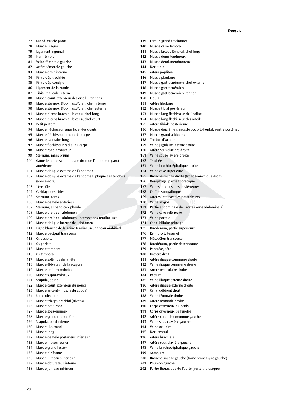 3B Scientific Life size Male Muscular Figure, 37-part User Manual | Page 20 / 60