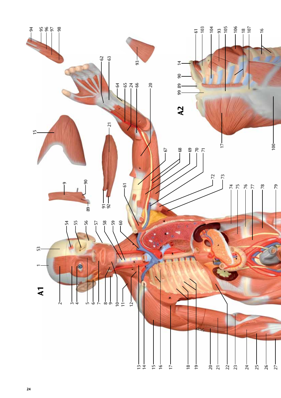 A2 a1 | 3B Scientific Life size Male Muscular Figure, 37-part User Manual | Page 24 / 60