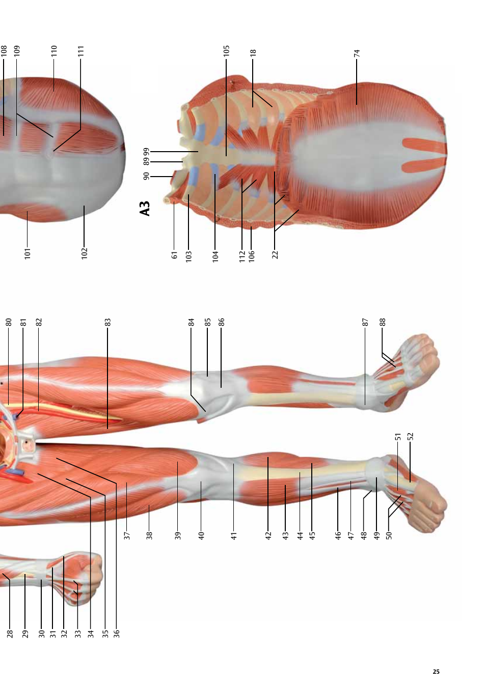 3B Scientific Life size Male Muscular Figure, 37-part User Manual | Page 25 / 60