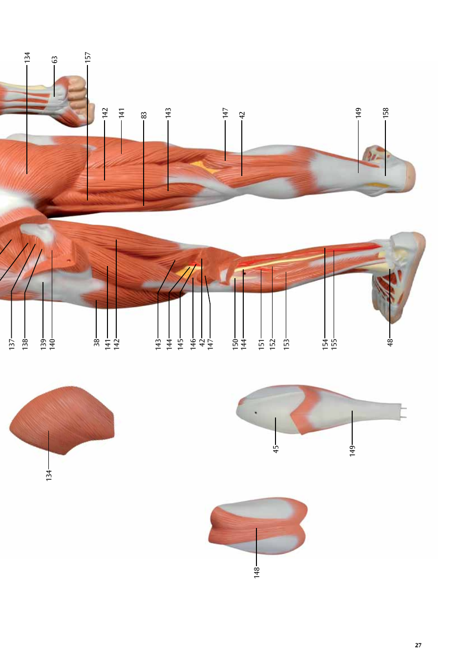 3B Scientific Life size Male Muscular Figure, 37-part User Manual | Page 27 / 60