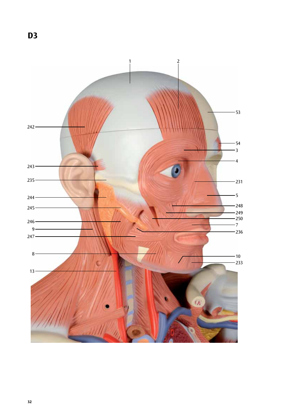 3B Scientific Life size Male Muscular Figure, 37-part User Manual | Page 32 / 60