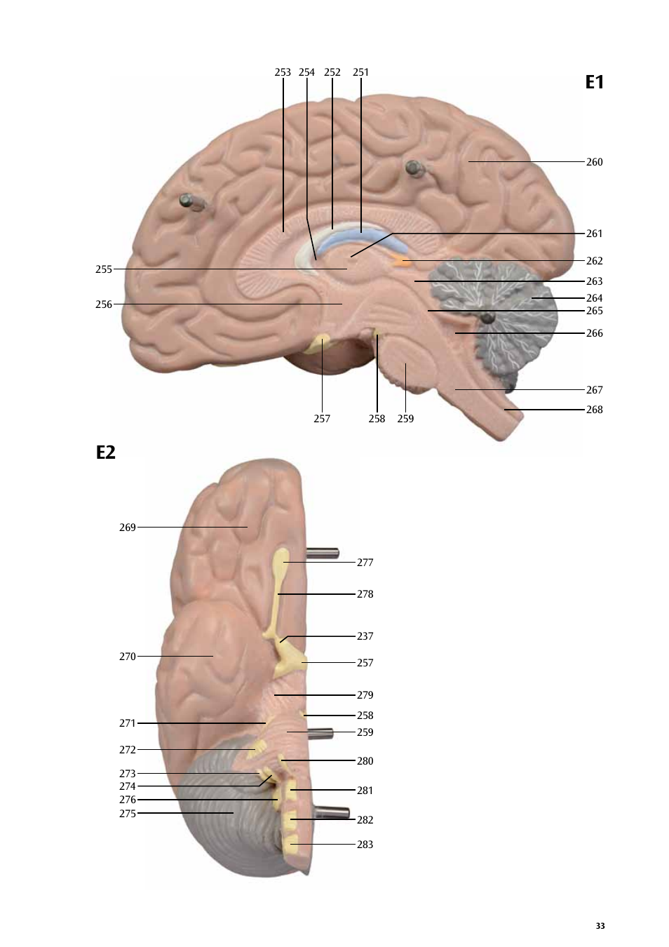 E1 e2 | 3B Scientific Life size Male Muscular Figure, 37-part User Manual | Page 33 / 60