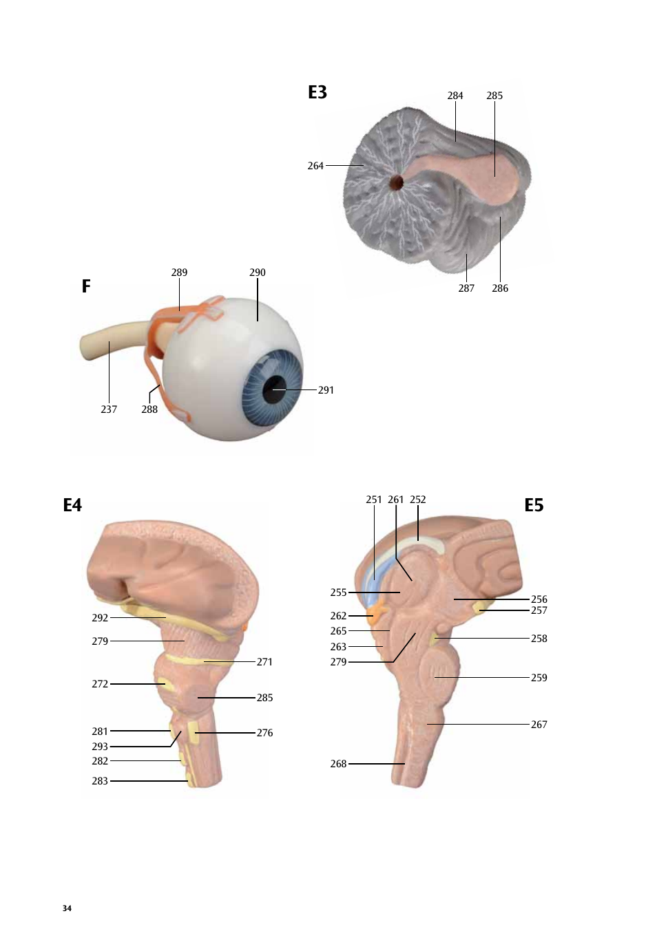 E3 f e4 e5 | 3B Scientific Life size Male Muscular Figure, 37-part User Manual | Page 34 / 60