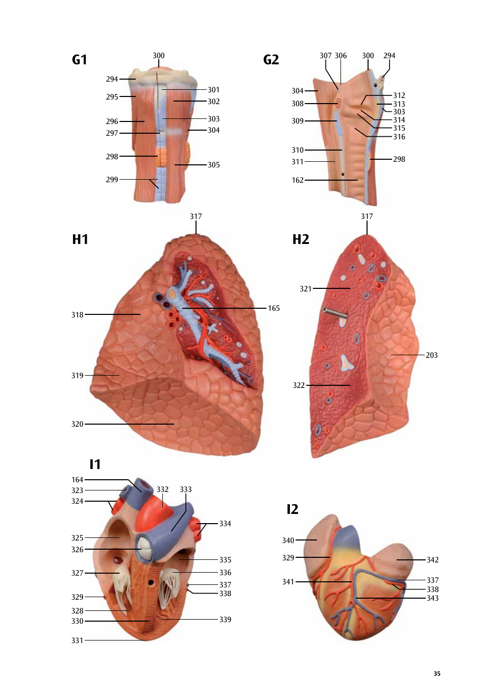 3B Scientific Life size Male Muscular Figure, 37-part User Manual | Page 35 / 60