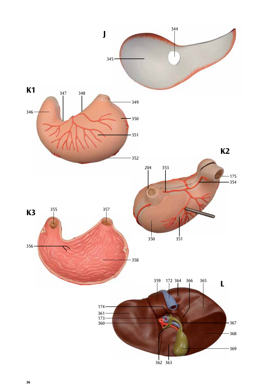 Jk1 k2 k3 l | 3B Scientific Life size Male Muscular Figure, 37-part User Manual | Page 36 / 60