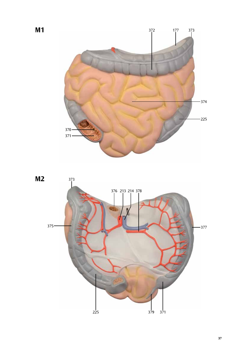 M1 m2 | 3B Scientific Life size Male Muscular Figure, 37-part User Manual | Page 37 / 60