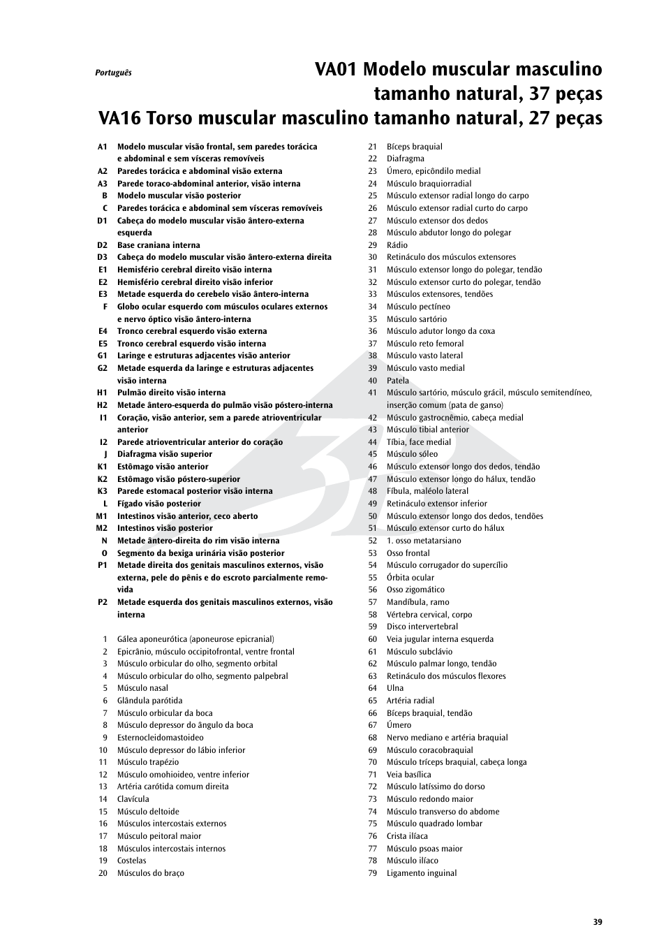 3B Scientific Life size Male Muscular Figure, 37-part User Manual | Page 39 / 60