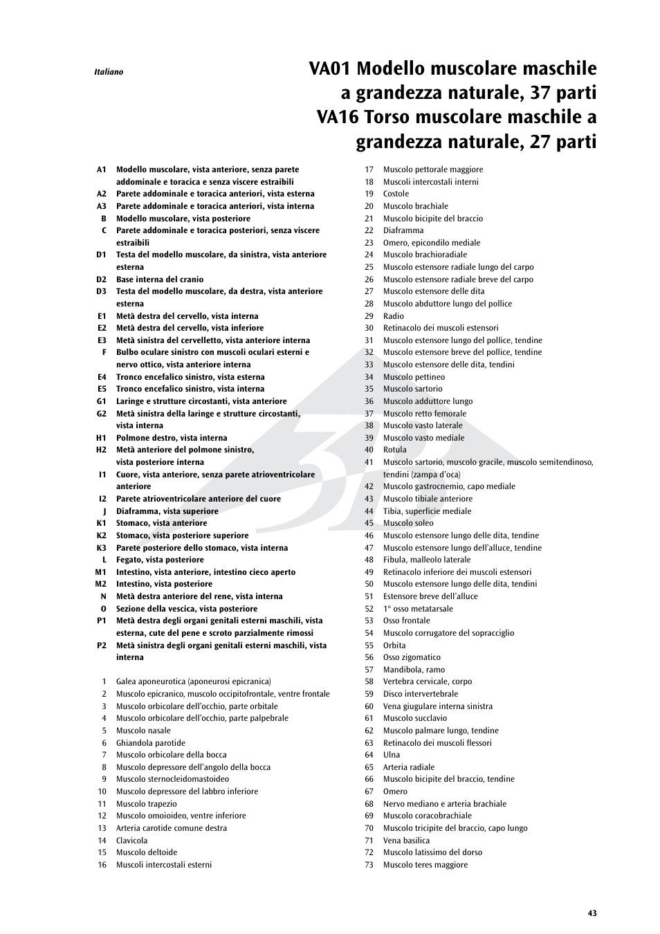 3B Scientific Life size Male Muscular Figure, 37-part User Manual | Page 43 / 60