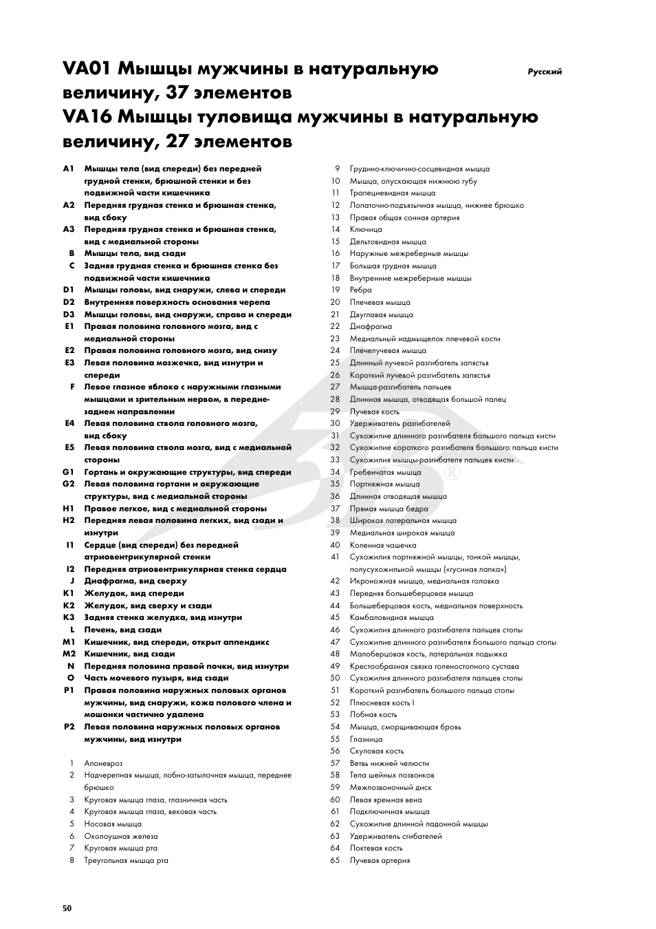 3B Scientific Life size Male Muscular Figure, 37-part User Manual | Page 50 / 60