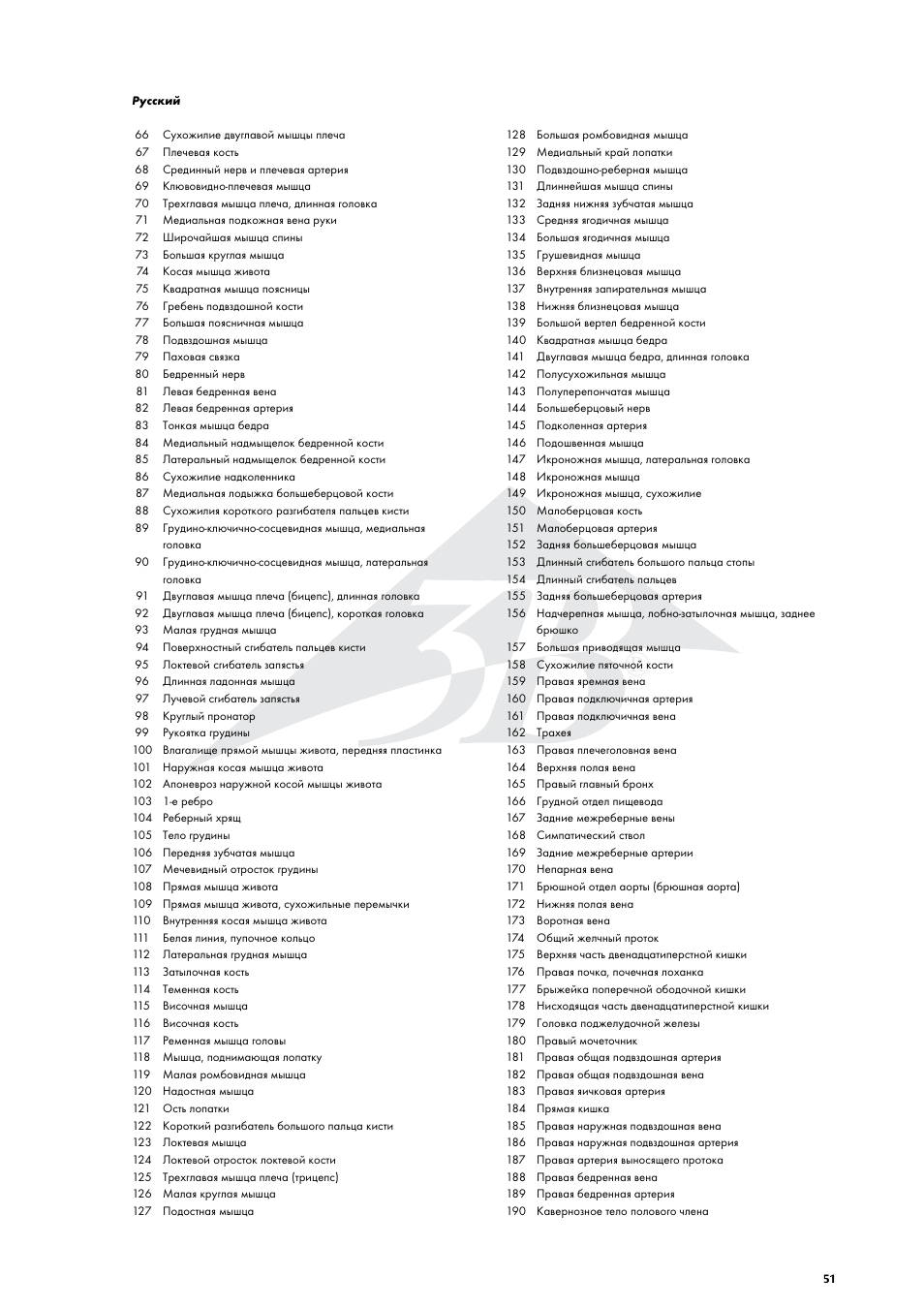 3B Scientific Life size Male Muscular Figure, 37-part User Manual | Page 51 / 60