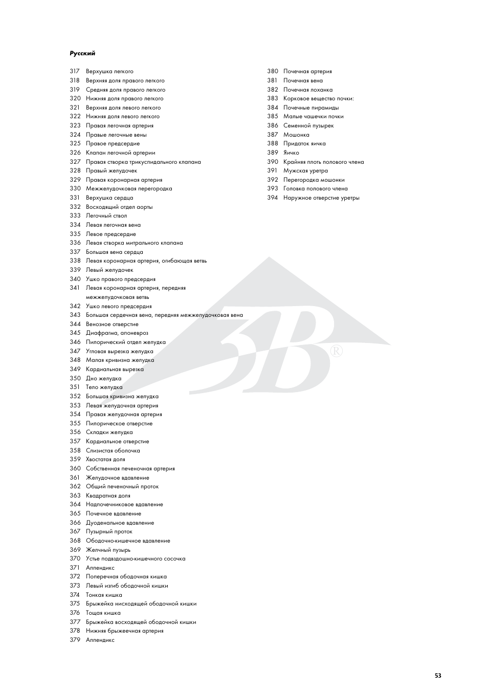 3B Scientific Life size Male Muscular Figure, 37-part User Manual | Page 53 / 60