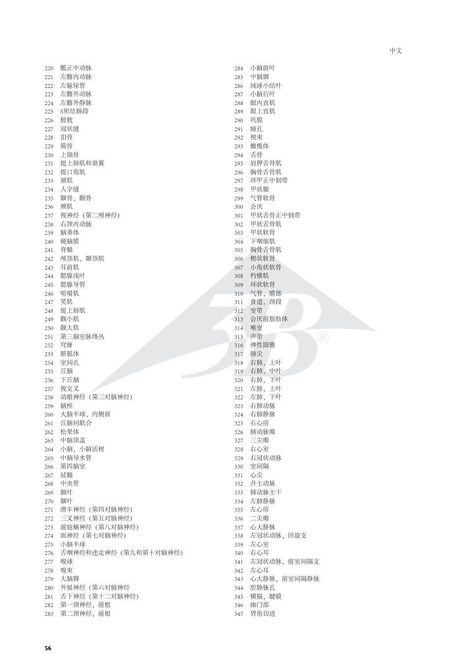 3B Scientific Life size Male Muscular Figure, 37-part User Manual | Page 56 / 60