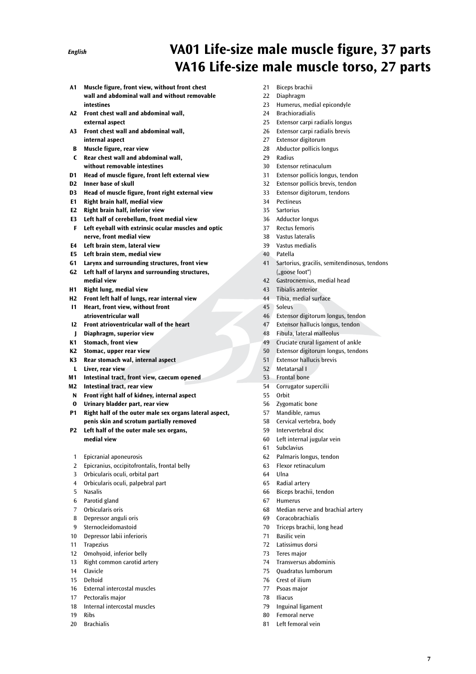 3B Scientific Life size Male Muscular Figure, 37-part User Manual | Page 7 / 60