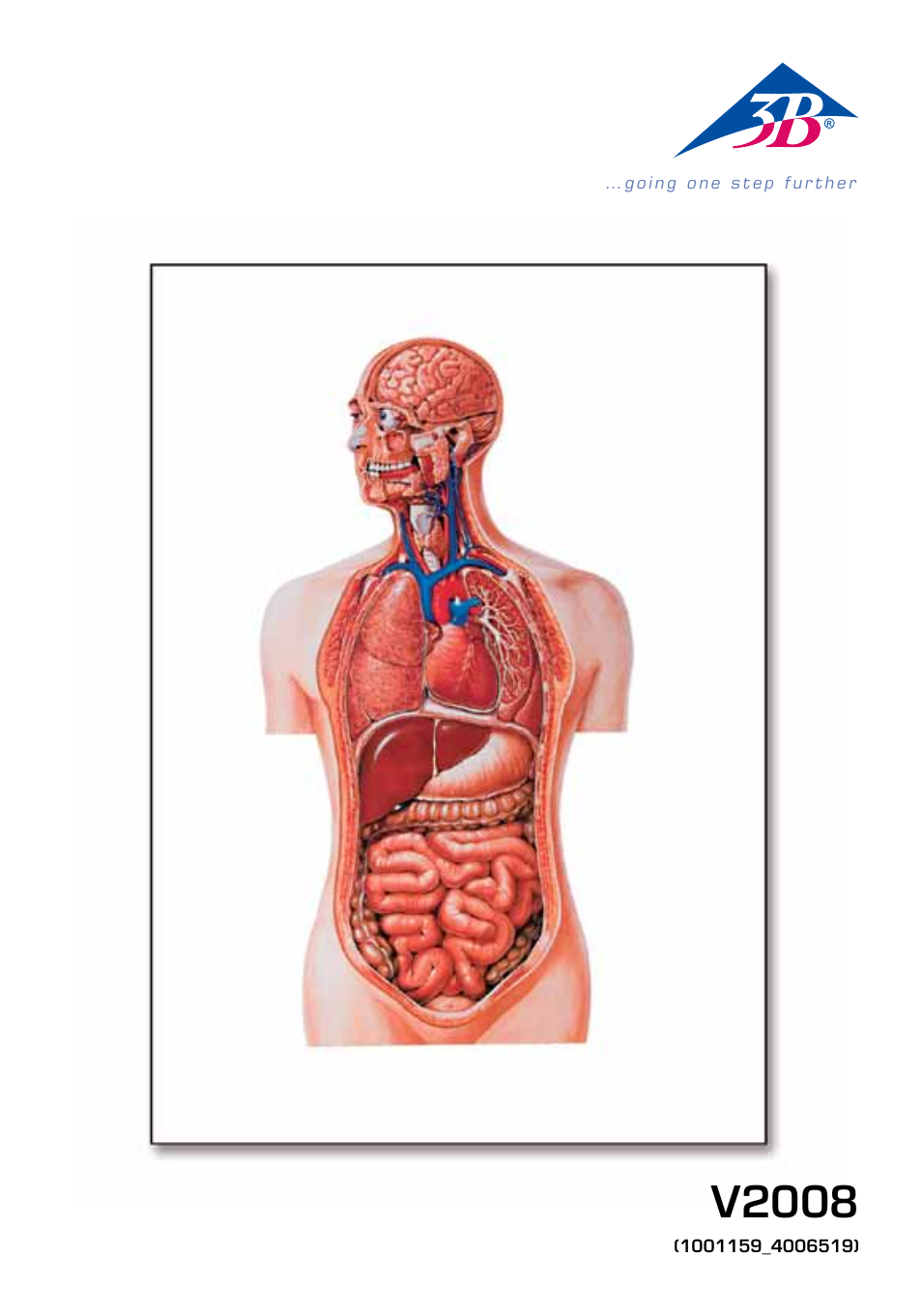 3B Scientific Torso Chart User Manual | 16 pages