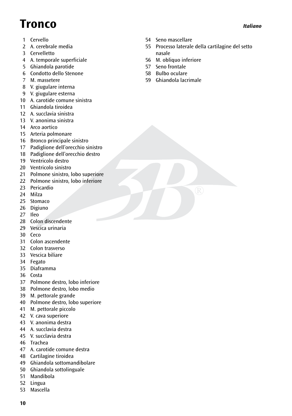 Name, Tronco | 3B Scientific Torso Chart User Manual | Page 10 / 16