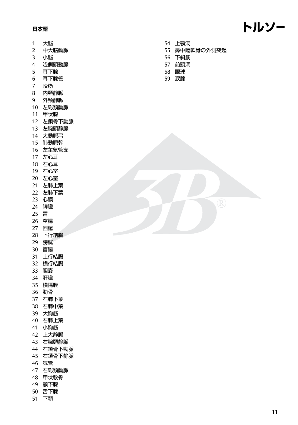 トルソー | 3B Scientific Torso Chart User Manual | Page 11 / 16