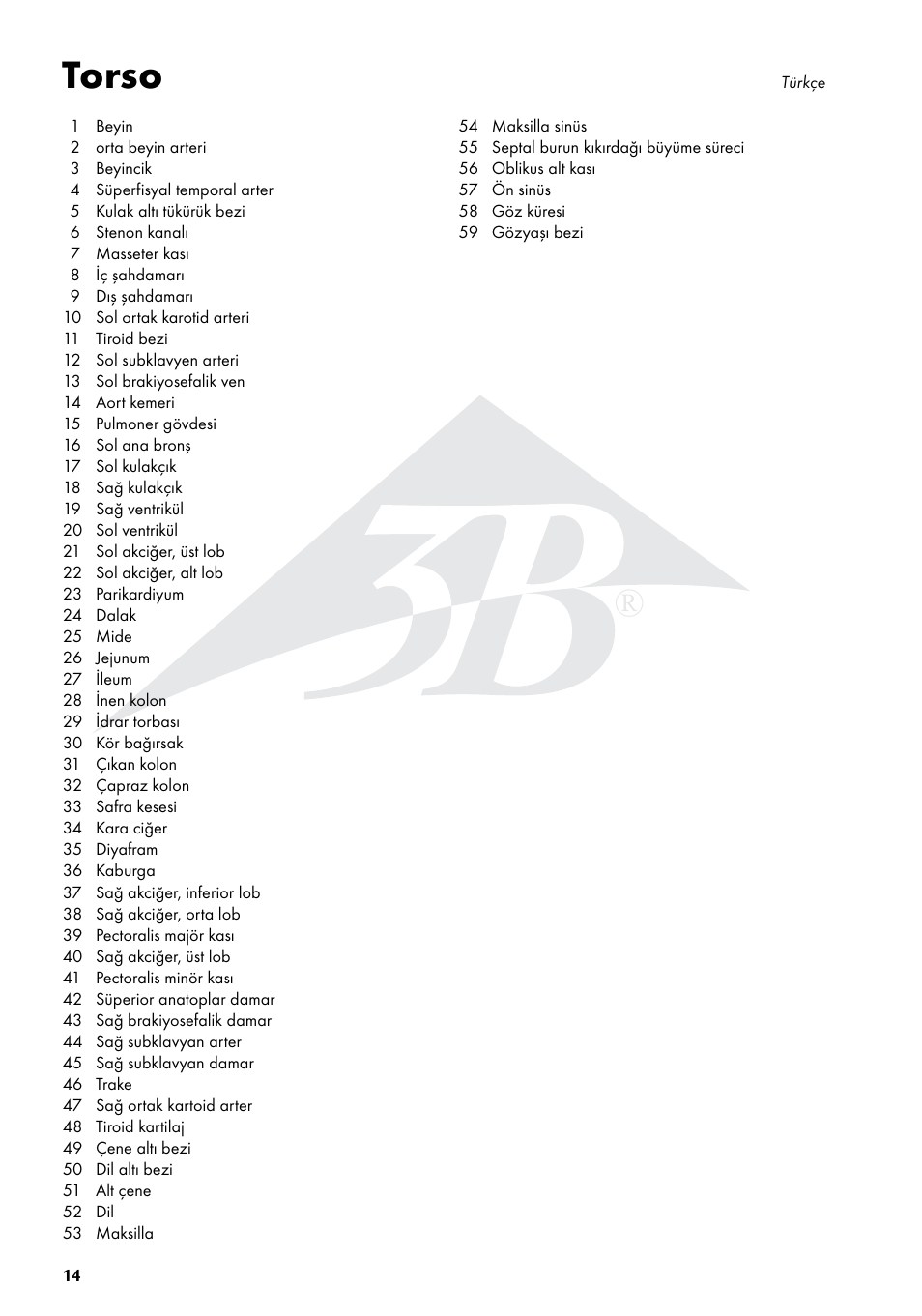 Torso | 3B Scientific Torso Chart User Manual | Page 14 / 16