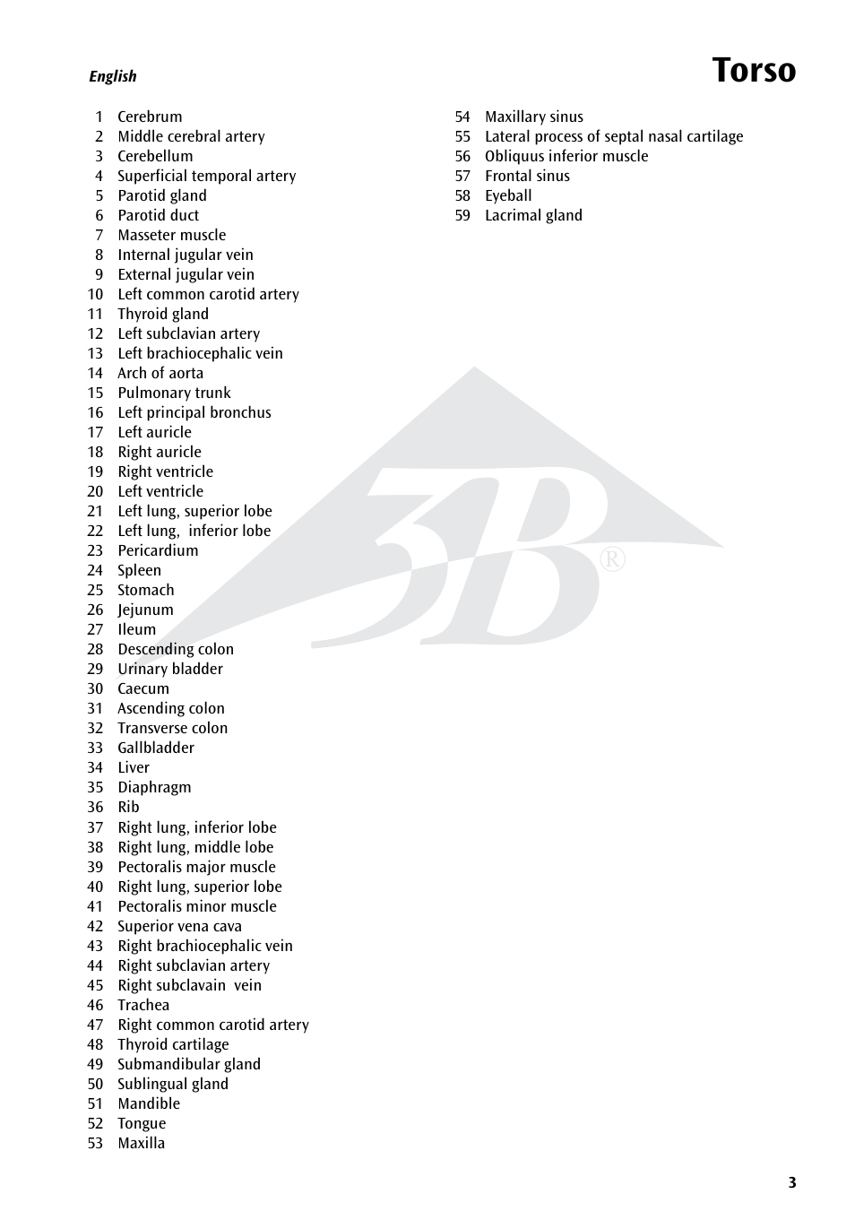 Torso | 3B Scientific Torso Chart User Manual | Page 3 / 16
