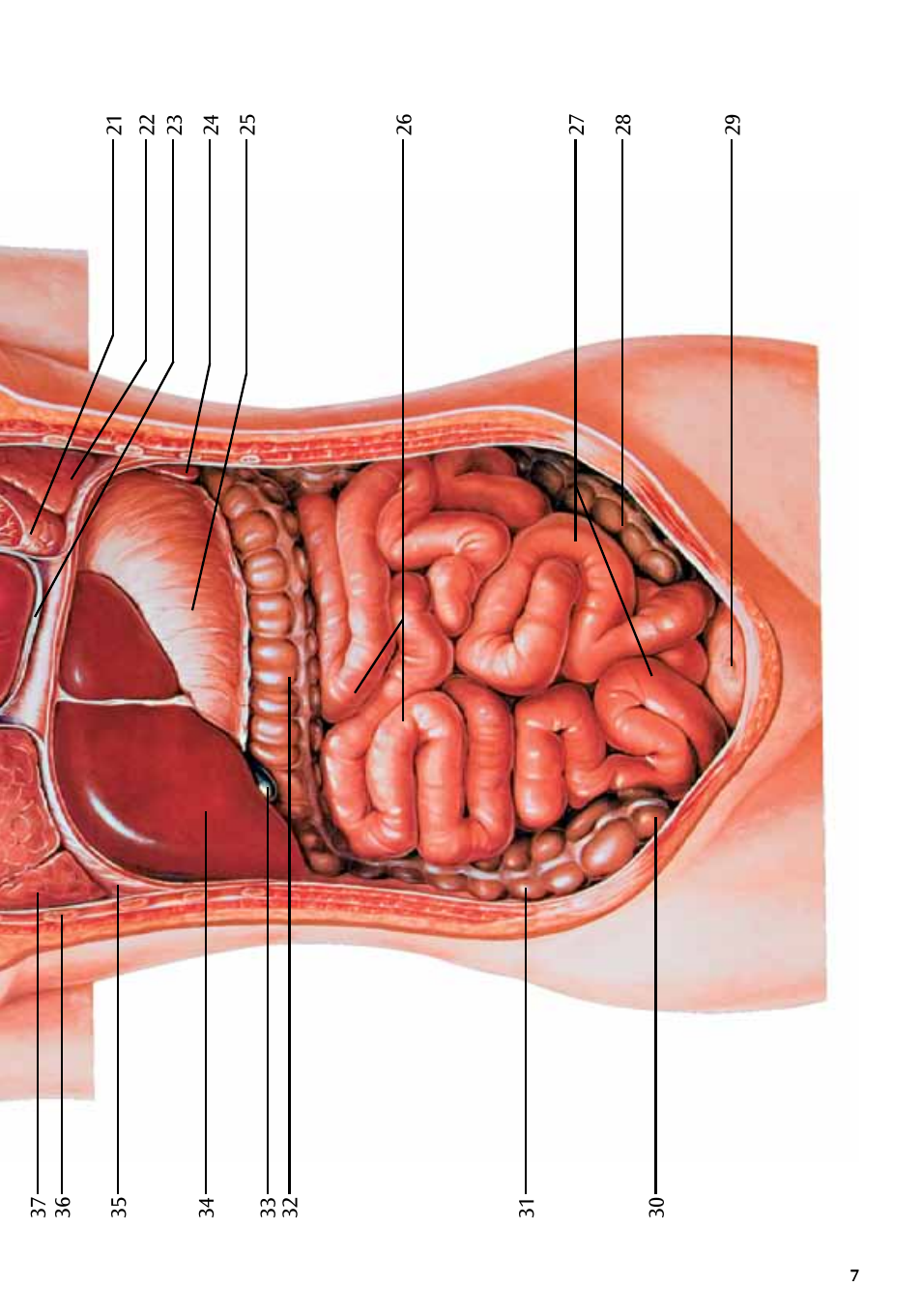 3B Scientific Torso Chart User Manual | Page 7 / 16