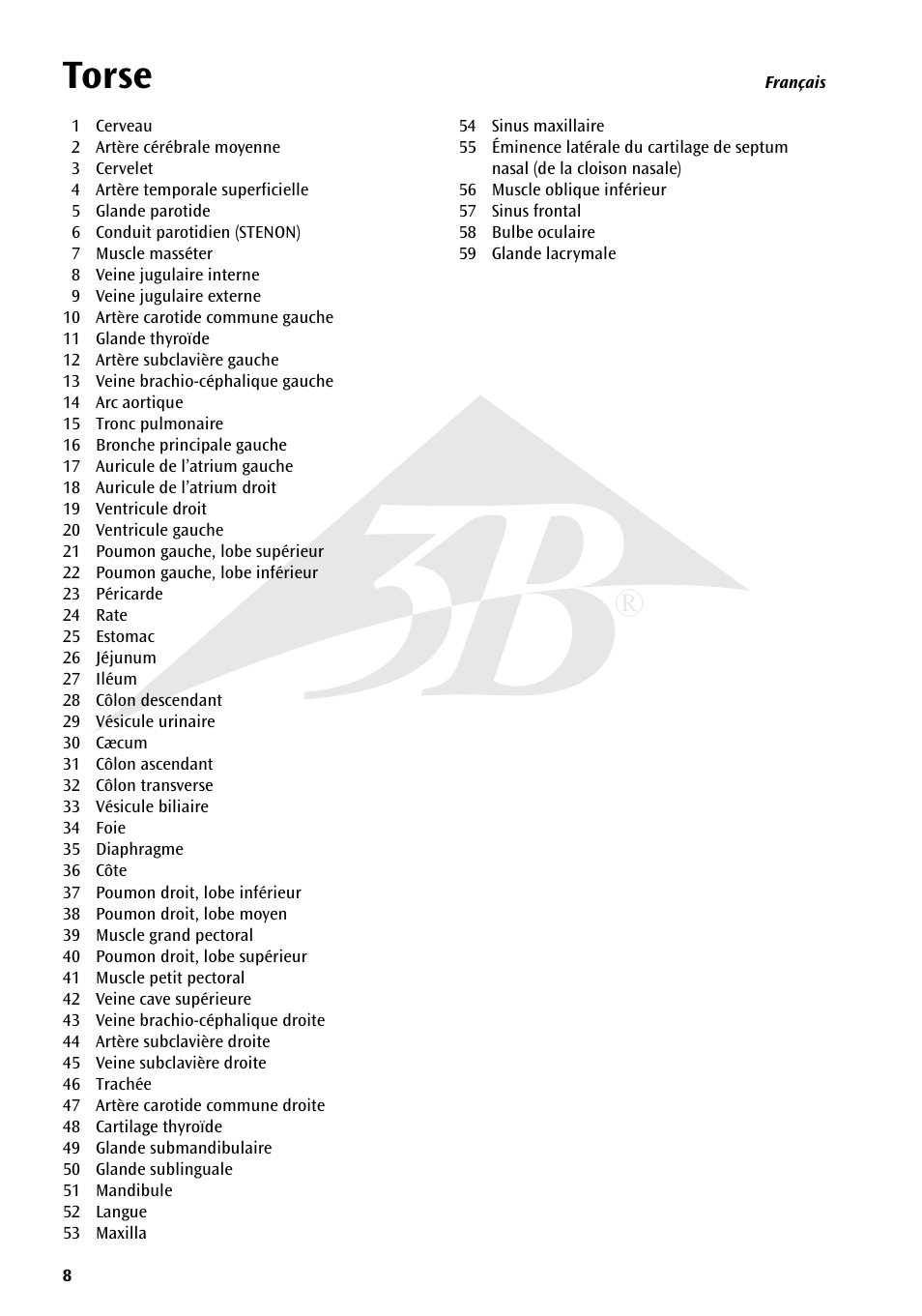 Name, Torse | 3B Scientific Torso Chart User Manual | Page 8 / 16