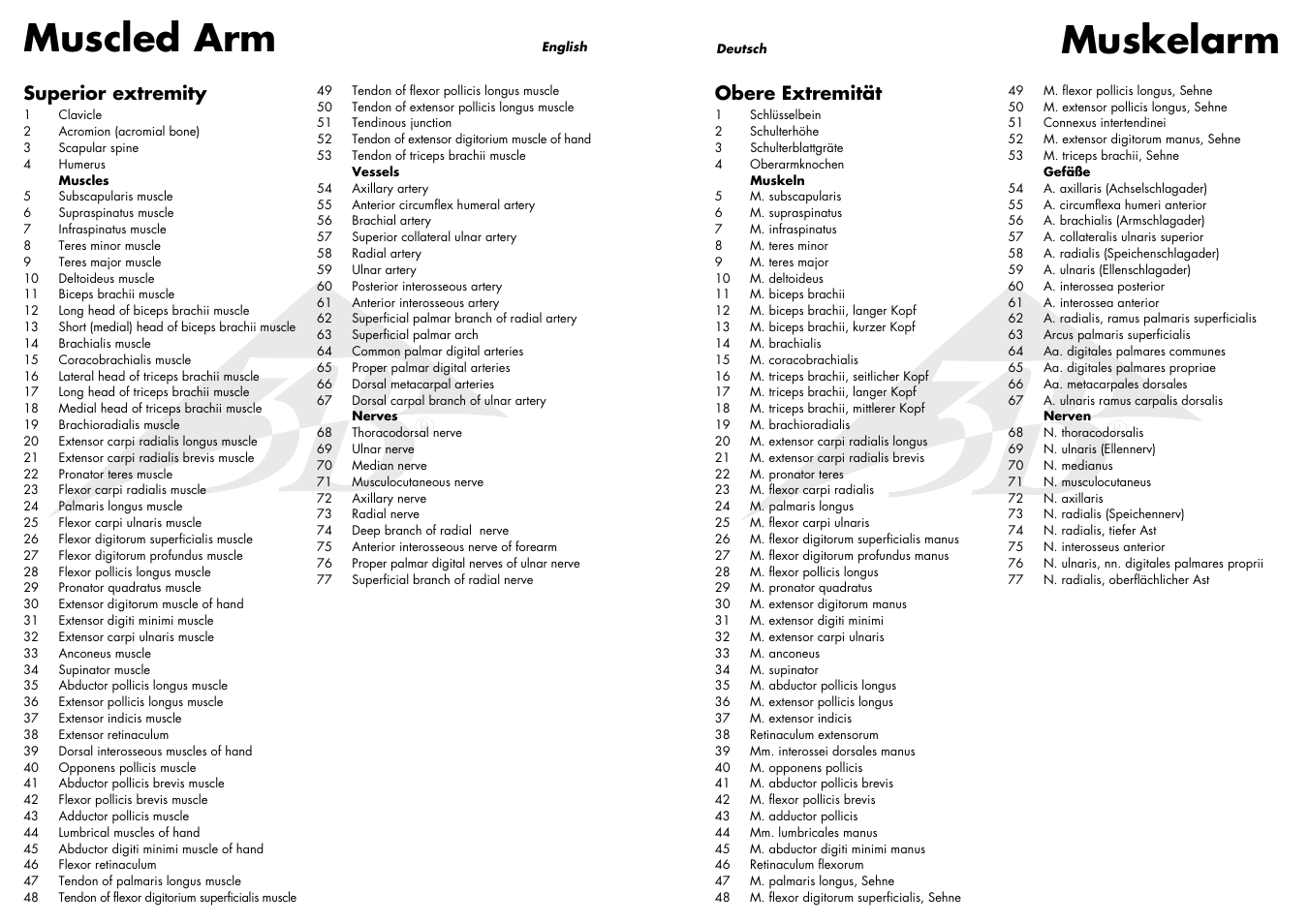 Muskelarm, Muscled arm, Obere extremität | Superior extremity | 3B Scientific Muscle Arm, 6 part, 3__4 Life Size User Manual | Page 3 / 7