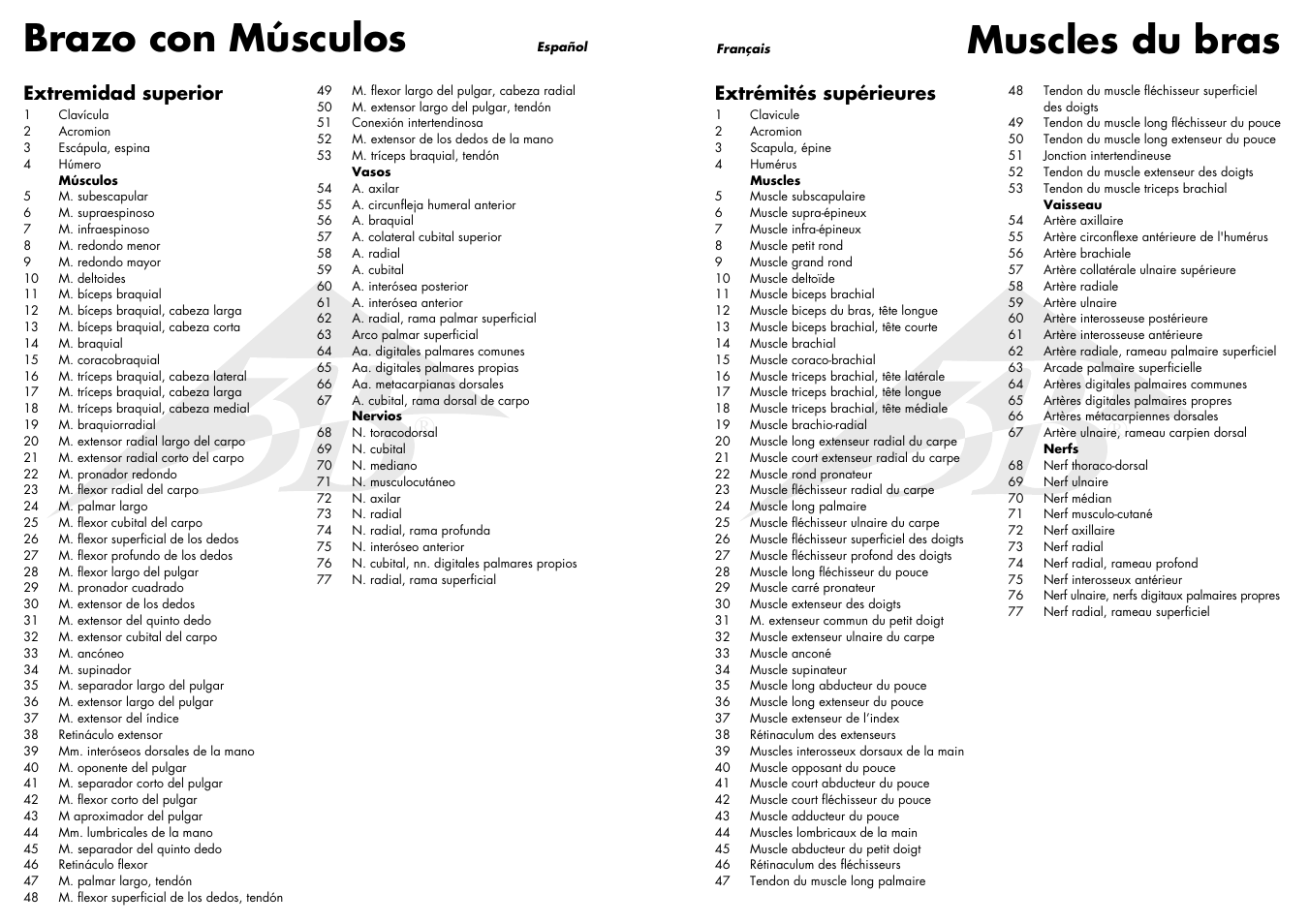 Muscles du bras, Brazo con músculos, Extrémités supérieures | Extremidad superior | 3B Scientific Muscle Arm, 6 part, 3__4 Life Size User Manual | Page 4 / 7