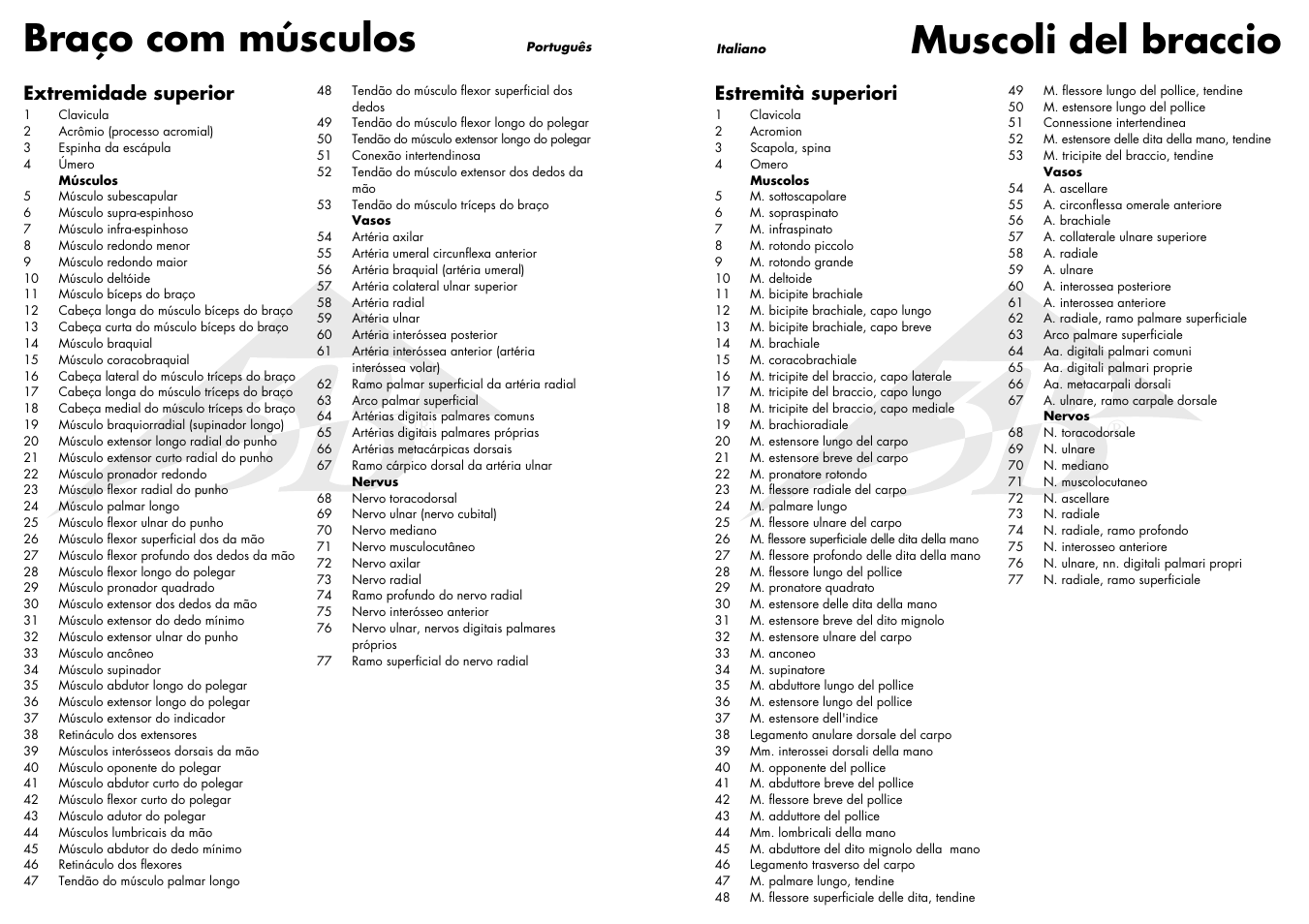 Braço com músculos, Muscoli del braccio, Extremidade superior | Estremità superiori | 3B Scientific Muscle Arm, 6 part, 3__4 Life Size User Manual | Page 5 / 7