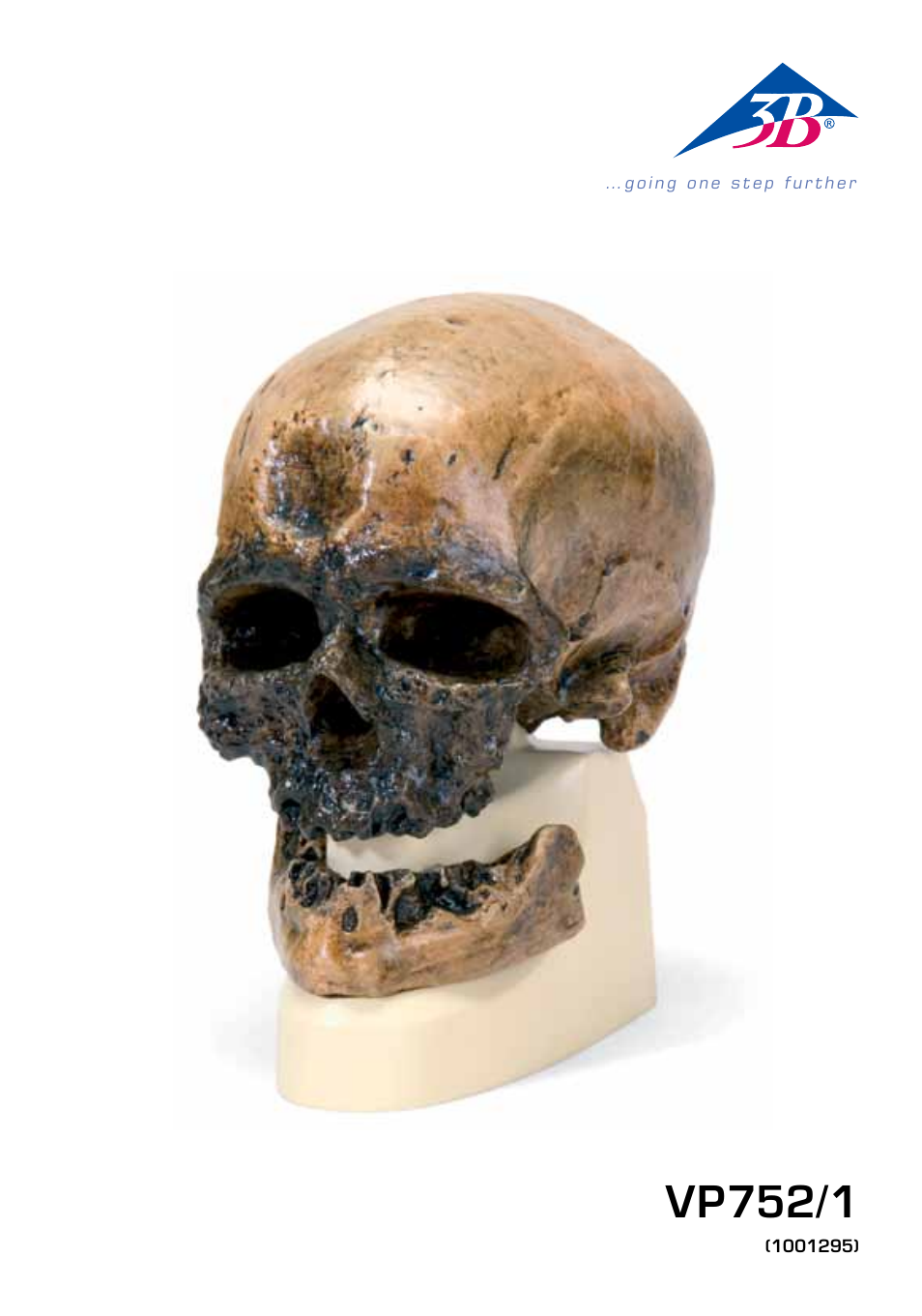 3B Scientific Anthropological Skull Model - Cro-Magnon User Manual | 16 pages