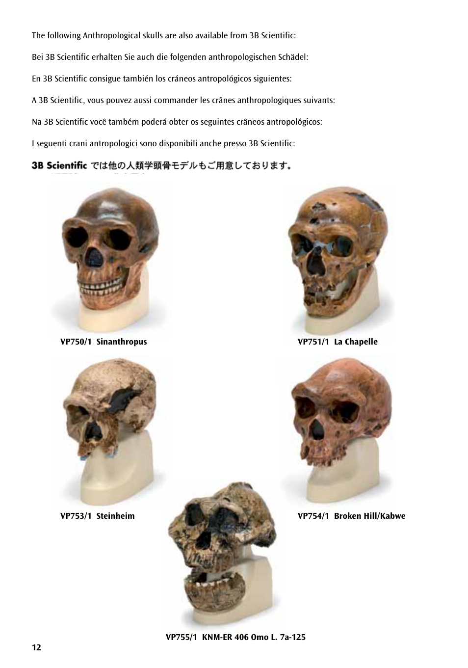 3B Scientific Anthropological Skull Model - Cro-Magnon User Manual | Page 12 / 16