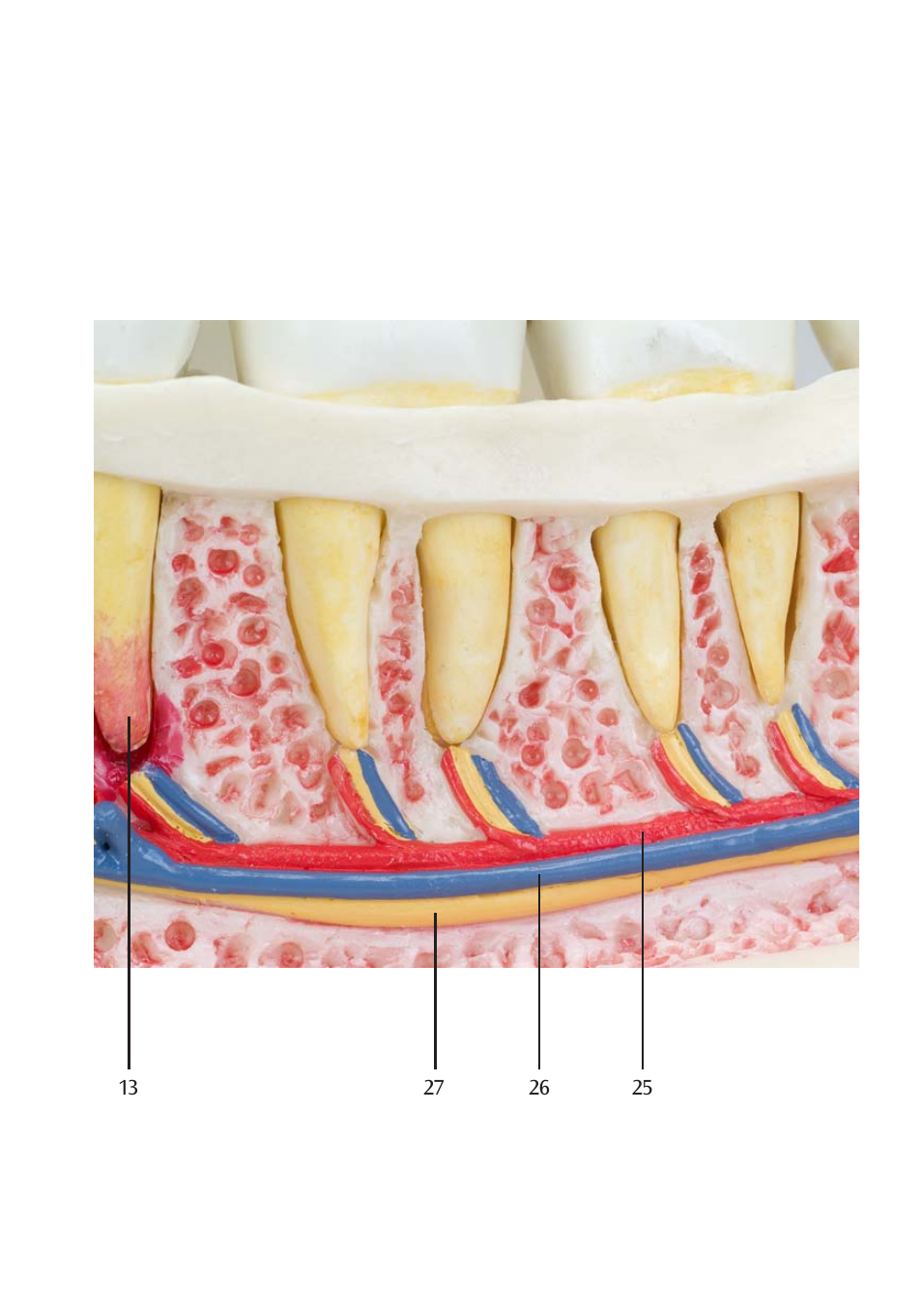 3B Scientific Dental disease, magnified 2 times, 21 parts User Manual | Page 11 / 16