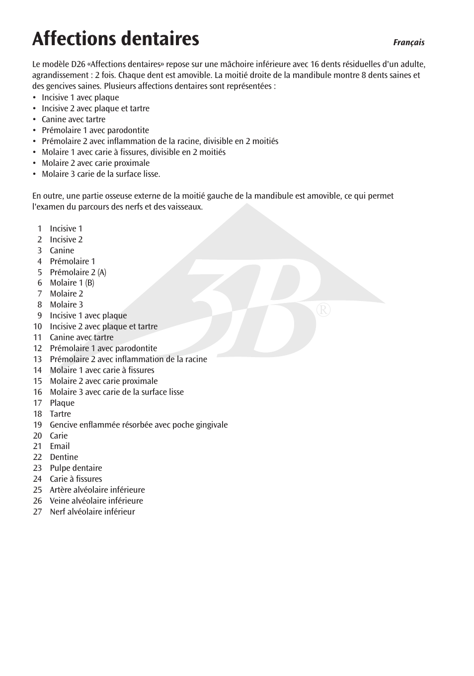 Affections dentaires | 3B Scientific Dental disease, magnified 2 times, 21 parts User Manual | Page 12 / 16