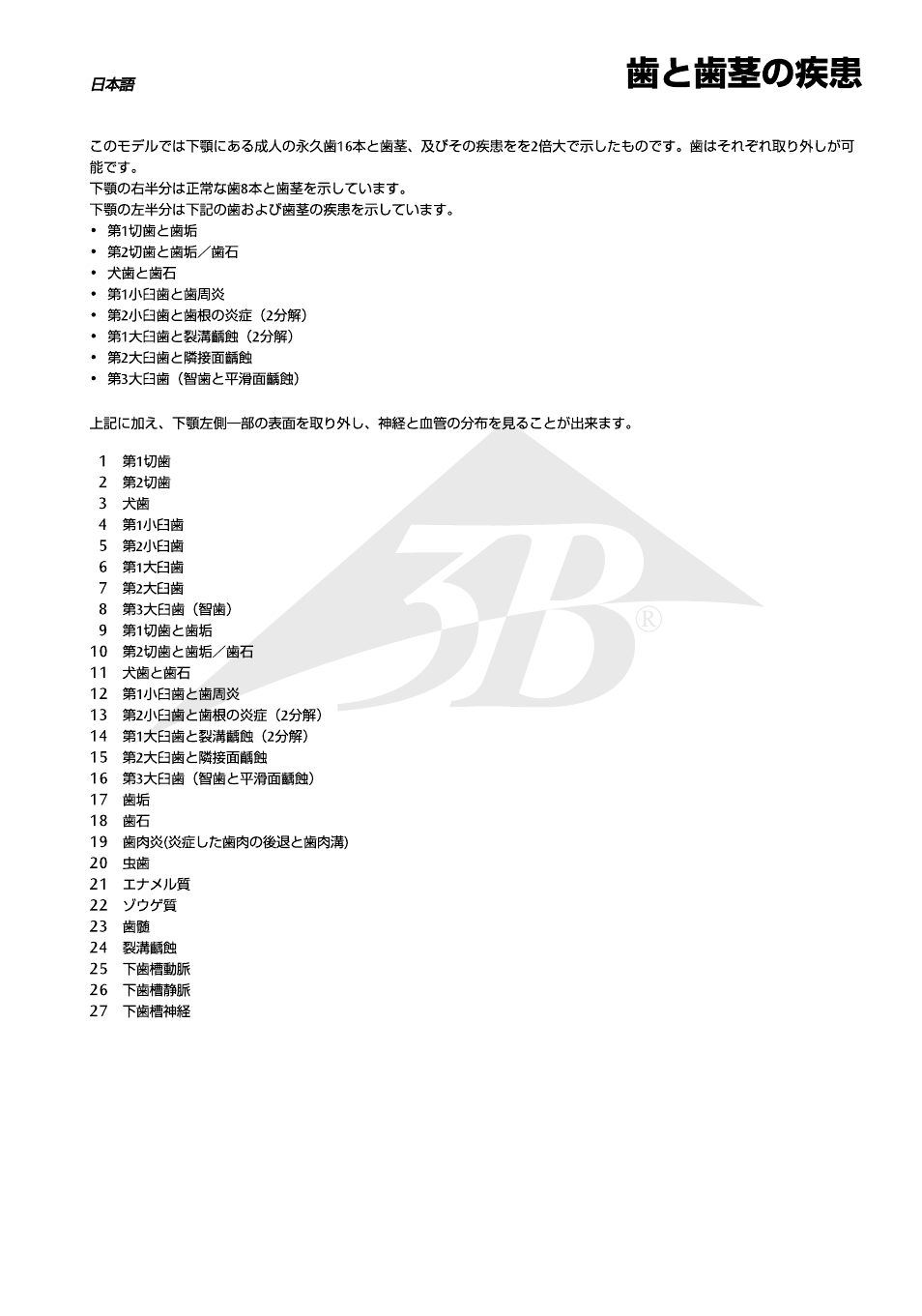 3B Scientific Dental disease, magnified 2 times, 21 parts User Manual | Page 15 / 16