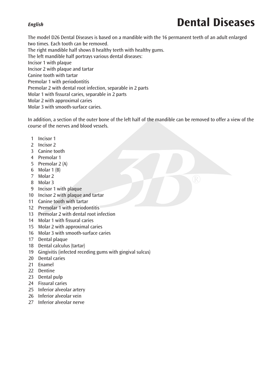 Dental diseases | 3B Scientific Dental disease, magnified 2 times, 21 parts User Manual | Page 3 / 16