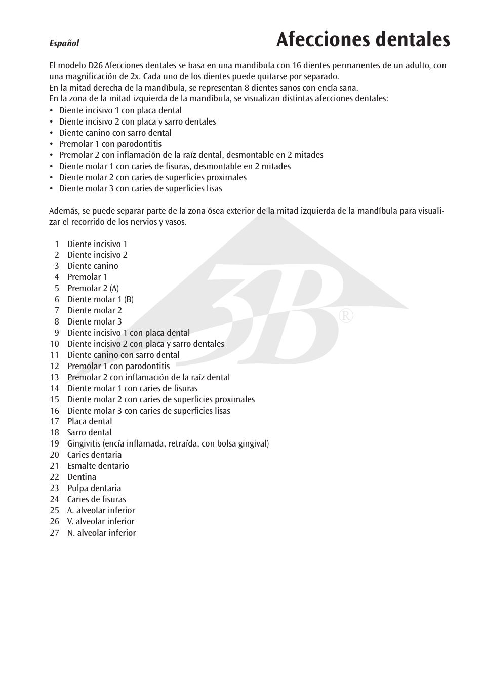 Afecciones dentales | 3B Scientific Dental disease, magnified 2 times, 21 parts User Manual | Page 5 / 16