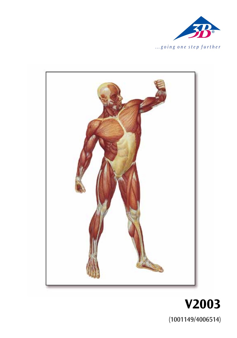 3B Scientific The Human Musculature Chart, front User Manual | 13 pages